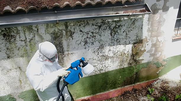 Top rated local Crawl Space Mold Remediation specialists in Gowen, MI